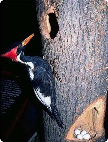 picchio dal becco di avorio picchio dal becco di avorio
