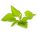 Chinese Herbs logo