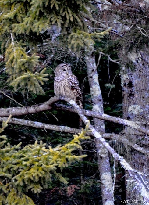 3. Barred Owl-kab