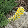 Butter and eggs, Common Toadflax