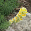 Butter and eggs, Common Toadflax