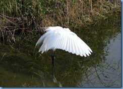 6549 Texas, South Padre Island - Birding and Nature Center - Great Egret