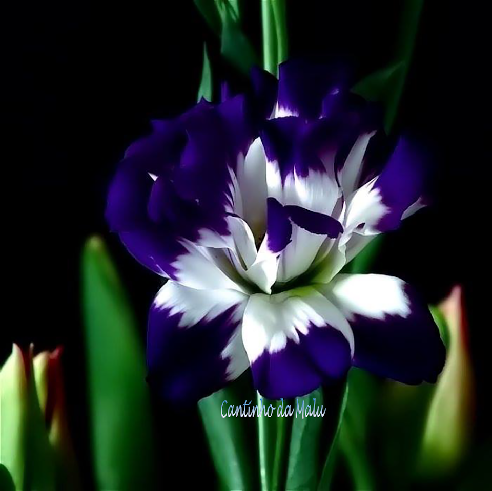 flores2.png
