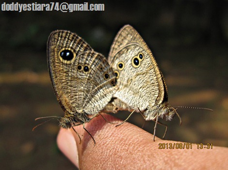 kupu-kupu Common Five Ring (Ypthima baldus) kawin di jari 02