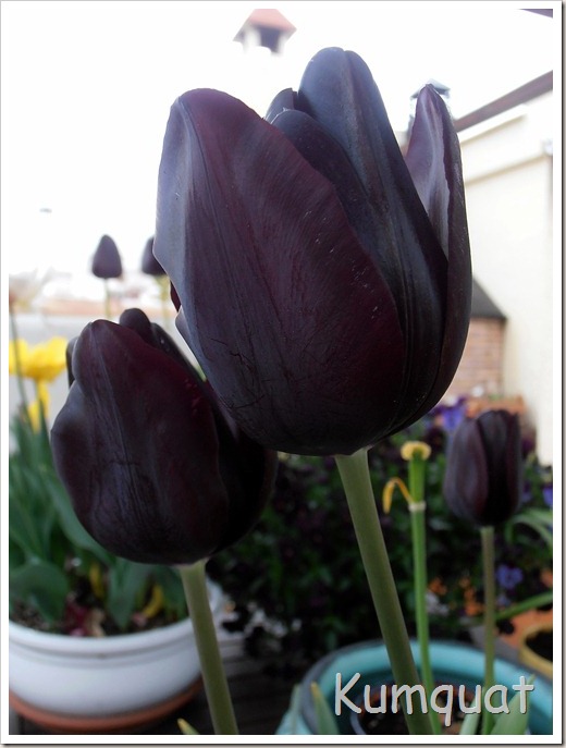 tulipan 8