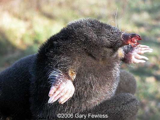 [Amazing%2520Animal%2520Pictures%2520Star%2520Nosed%2520Mole%2520%25288%2529%255B3%255D.jpg]