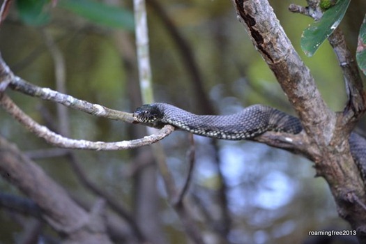 Mangrove Tree Snake