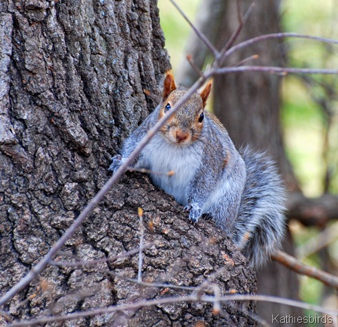 3. gray squirrel-kab