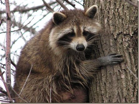 Raccoon_female