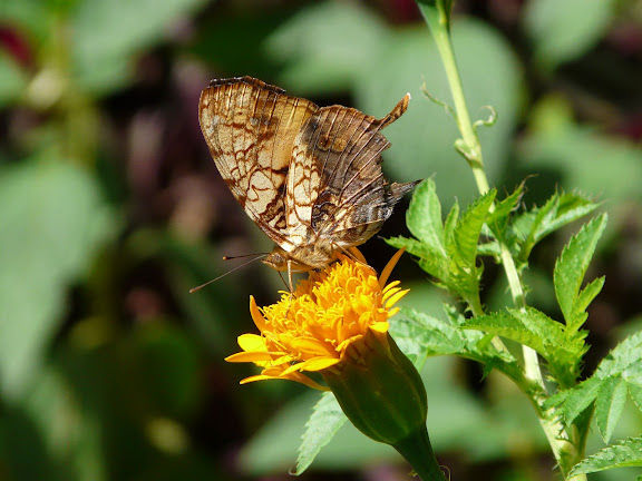 Hyparnatia lethe FABRICIUS, 1793. Coroico (alt. 1800 m). Bolivie, 5 février 2008. Photo : J. F. Christensen
