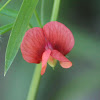 Red Grass Pea