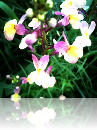 June 14 flowers6