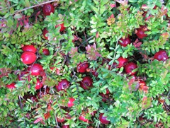 cranberry bog berries on the vine 2013