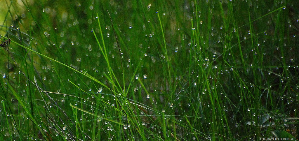 [DSC_9373%255B4%255D.jpg]