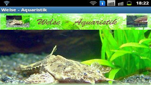 Welse - Aquaristikratgeber