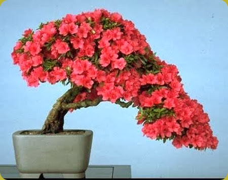 bonsai-camelia_O4 bonsai-camelia_O4
