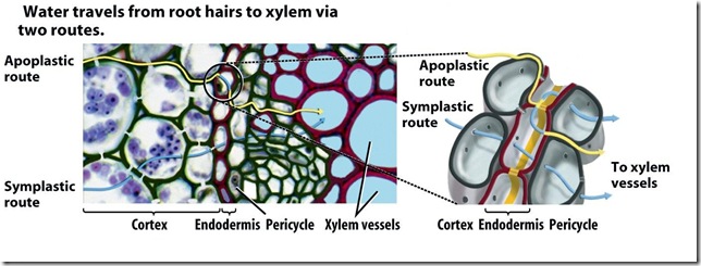 Apoplast vs Symplast 