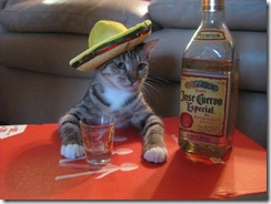 mexican-cat-drinking-tequila-600x450
