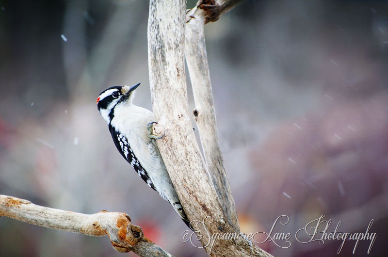 Downy Woodpecker-web-SycamoreLane Photography