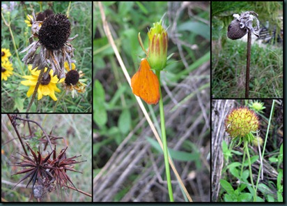 wildflowers2 collage927