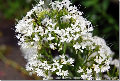 0694 Pinos Gáldar-Agaete(Valeriana-Milamores) 0694 Pinos Gáldar-Agaete(Valeriana-Milamores)