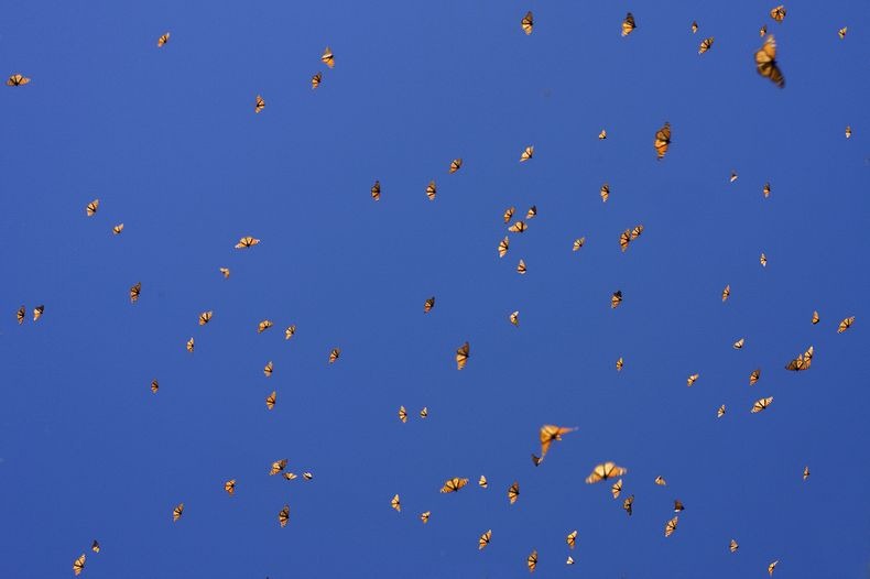monarch-migration-16
