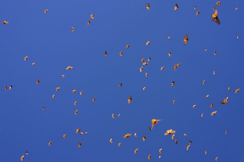 monarch-migration-16 monarch-migration-16