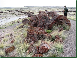 Painted Desert & Petrified Forest 420