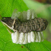 "Parasitized" Caterpillar