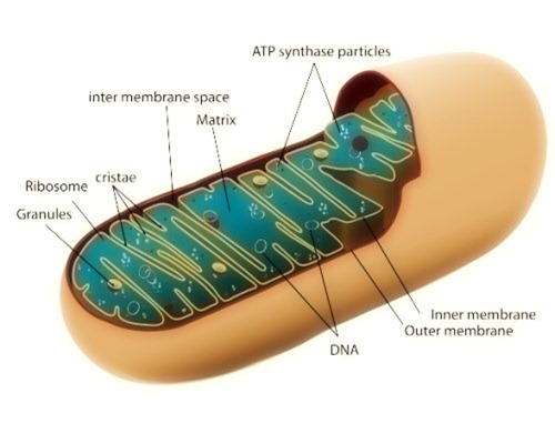 mitocondri