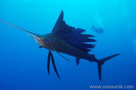 [salfish%255B3%255D.jpg]