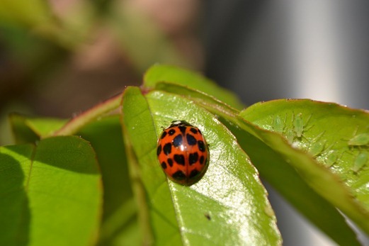 Multi-spot ladybird