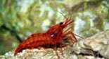 Biodiversité crevette rouge