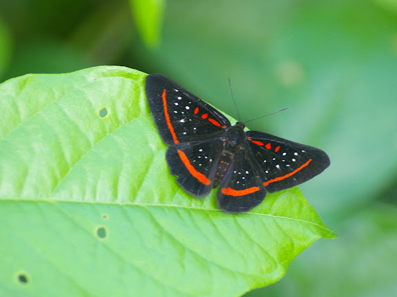 Amarynthis meneria CRAMER, 1776. Saut Athanase (Guyane). 21 novembre 2011. Photo : J.-M. Gayman