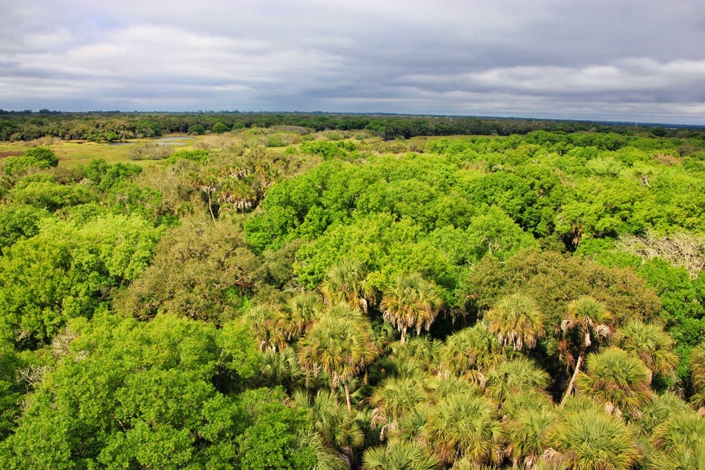 [Canopy-Walk-Myakka-35.jpg]