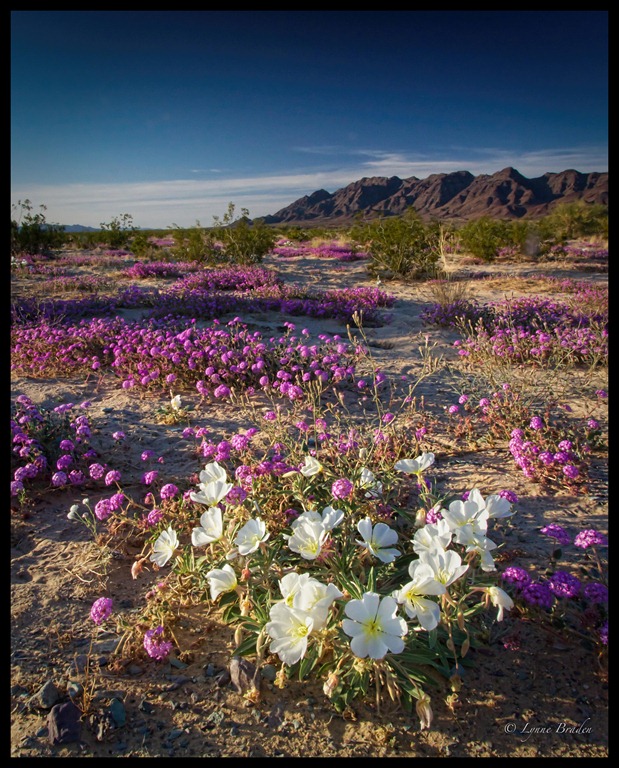 [Mohave%2520Evening%2520Blooms%255B5%255D.jpg]