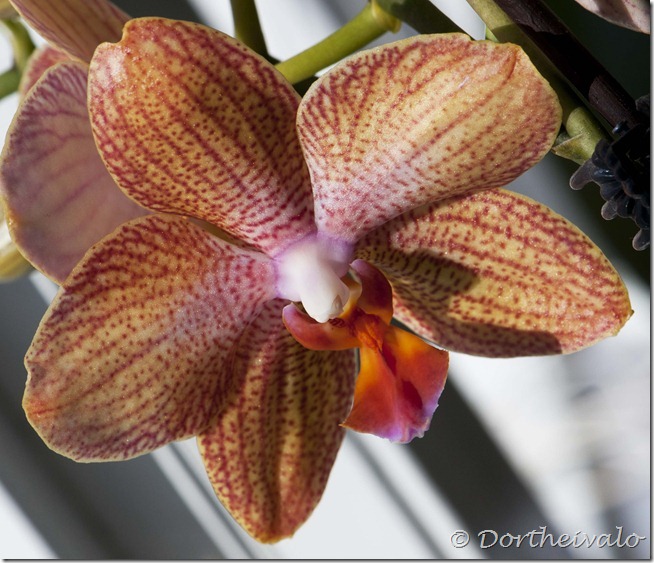 orkideovenfra