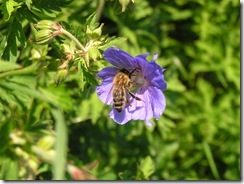 včely na květu a matečniky 021