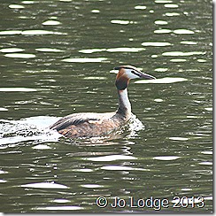 great crested grebe2