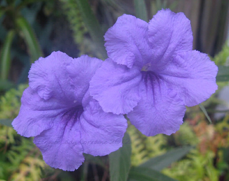 [08-03-phil-violets%255B2%255D.jpg]
