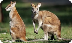 A-wallaby-and-joey-001