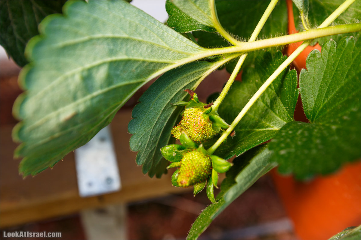 Сельскохозяйственная школа Хава бе-Эден | Hava be-Eden farm | LookAtIsrael.com - Фото путешествия по Израилю | חווה בעדן