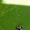 14-Spot Lady Beetle