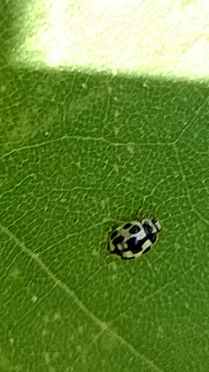 14-Spot Lady Beetle