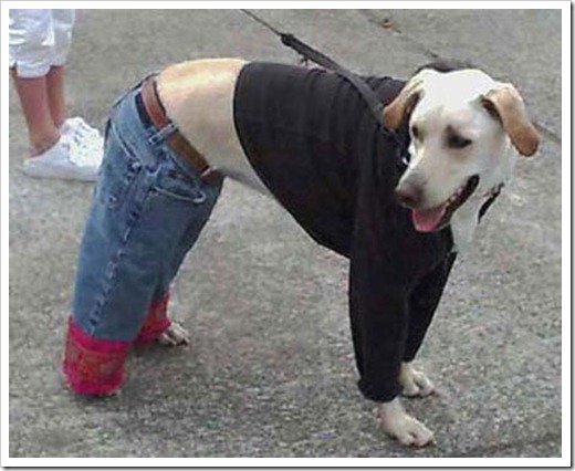 Dog%252520in%252520street%252520clothes_
