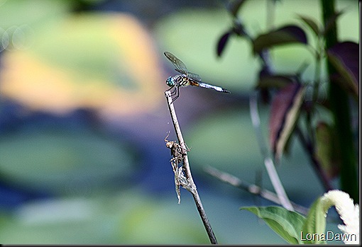 WNP_Dragonflies (2)