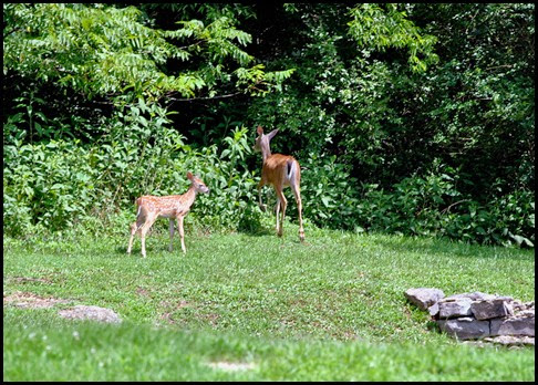 02h - Doe and Fawn