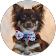 My Chihuahua Lily