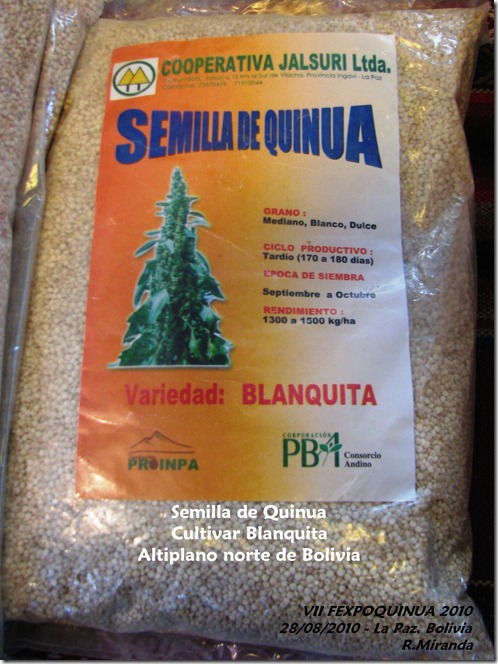 Semilla de Quinua del cultivar Blanquita - Rubén Miranda-Laquinua.blogspot.com