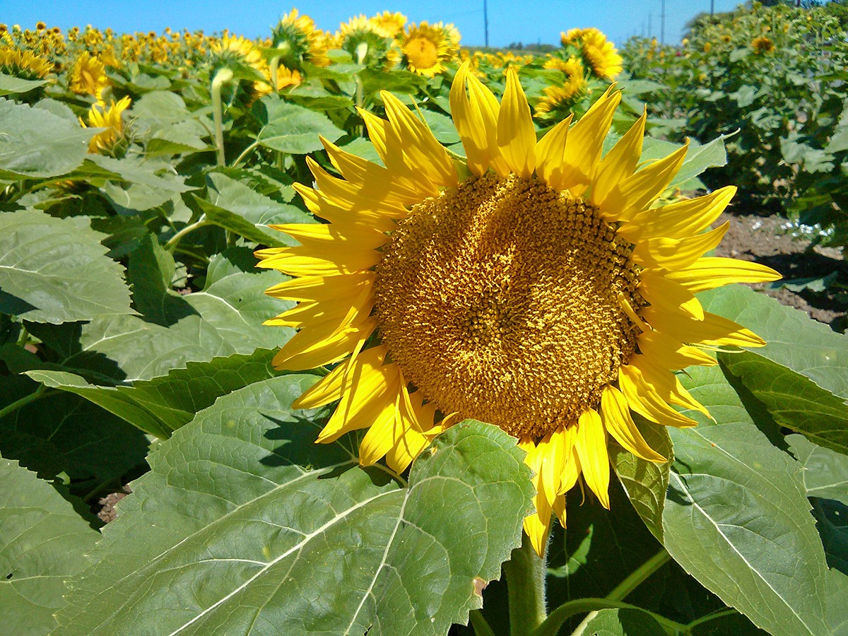 [130706_CR102_sunflowers_14%255B3%255D.jpg]